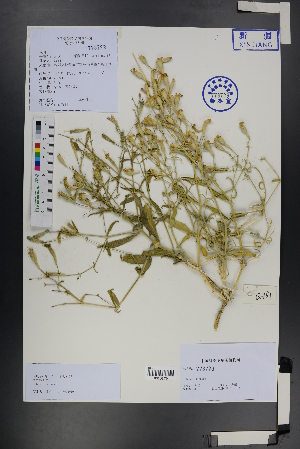  ( - Ge01224)  @11 [ ] CreativeCommons  Attribution Non-Commercial Share-Alike  Unspecified Herbarium of South China Botanical Garden