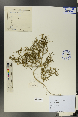  (Salsola paulsenii - Ge01228)  @11 [ ] CreativeCommons  Attribution Non-Commercial Share-Alike  Unspecified Herbarium of South China Botanical Garden