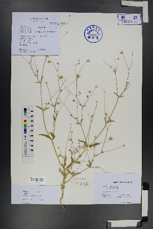  (Scabiosa olivieri - Ge01233)  @11 [ ] CreativeCommons  Attribution Non-Commercial Share-Alike  Unspecified Herbarium of South China Botanical Garden