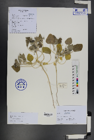  ( - Ge01234)  @11 [ ] CreativeCommons  Attribution Non-Commercial Share-Alike  Unspecified Herbarium of South China Botanical Garden