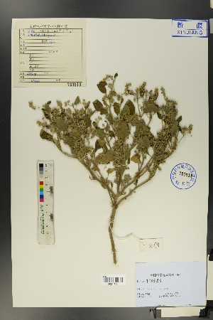  ( - Ge01235)  @11 [ ] CreativeCommons  Attribution Non-Commercial Share-Alike  Unspecified Herbarium of South China Botanical Garden
