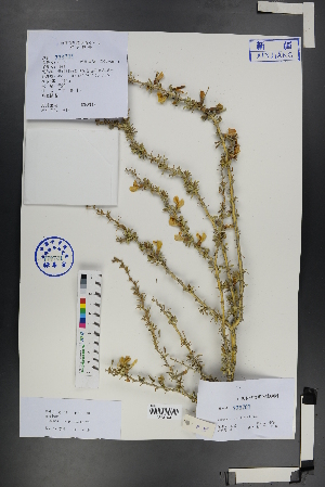  ( - Ge01240)  @11 [ ] CreativeCommons  Attribution Non-Commercial Share-Alike  Unspecified Herbarium of South China Botanical Garden