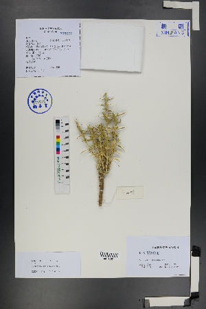  (Acanthophyllum pungens - Ge01246)  @11 [ ] CreativeCommons  Attribution Non-Commercial Share-Alike  Unspecified Herbarium of South China Botanical Garden