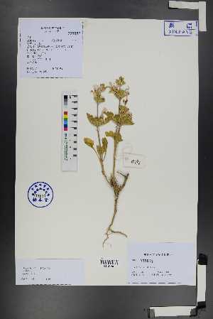  (Lagochilus - Ge01249)  @11 [ ] CreativeCommons  Attribution Non-Commercial Share-Alike  Unspecified Herbarium of South China Botanical Garden