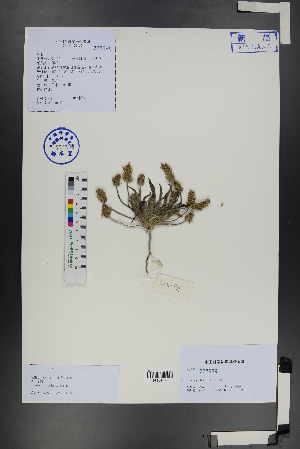  ( - Ge01252)  @11 [ ] CreativeCommons  Attribution Non-Commercial Share-Alike  Unspecified Herbarium of South China Botanical Garden