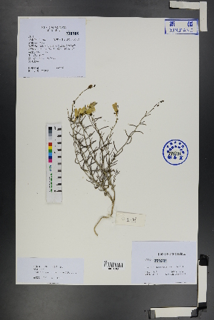  ( - Ge01253)  @11 [ ] CreativeCommons  Attribution Non-Commercial Share-Alike  Unspecified Herbarium of South China Botanical Garden