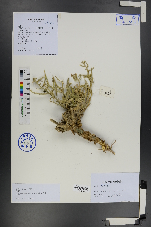  ( - Ge01254)  @11 [ ] CreativeCommons  Attribution Non-Commercial Share-Alike  Unspecified Herbarium of South China Botanical Garden
