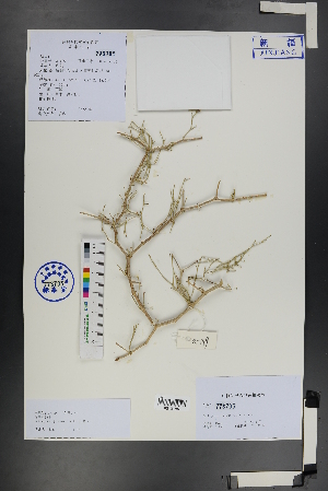  ( - Ge01256)  @11 [ ] CreativeCommons  Attribution Non-Commercial Share-Alike  Unspecified Herbarium of South China Botanical Garden