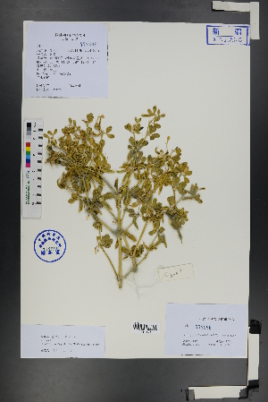  (Zygophyllum rosowii - Ge01257)  @11 [ ] CreativeCommons  Attribution Non-Commercial Share-Alike  Unspecified Herbarium of South China Botanical Garden