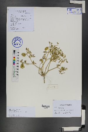  (Zygophyllum pterocarpum - Ge01258)  @11 [ ] CreativeCommons  Attribution Non-Commercial Share-Alike  Unspecified Herbarium of South China Botanical Garden