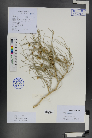  (Calligonum mongolicum - Ge01259)  @11 [ ] CreativeCommons  Attribution Non-Commercial Share-Alike  Unspecified Herbarium of South China Botanical Garden