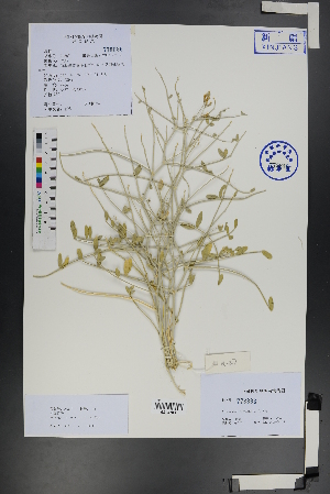  (Astragalus cognatus - Ge01264)  @11 [ ] CreativeCommons  Attribution Non-Commercial Share-Alike  Unspecified Herbarium of South China Botanical Garden