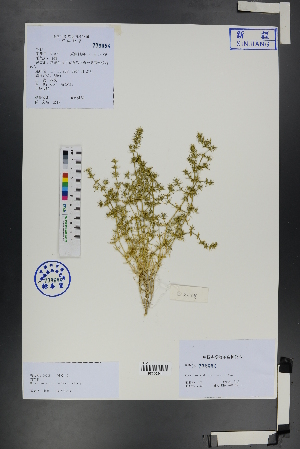 ( - Ge01265)  @11 [ ] CreativeCommons  Attribution Non-Commercial Share-Alike  Unspecified Herbarium of South China Botanical Garden