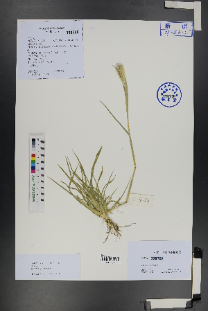 ( - Ge01268)  @11 [ ] CreativeCommons  Attribution Non-Commercial Share-Alike  Unspecified Herbarium of South China Botanical Garden