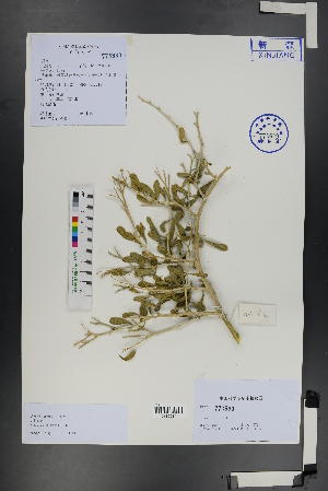  ( - Ge01271)  @11 [ ] CreativeCommons  Attribution Non-Commercial Share-Alike  Unspecified Herbarium of South China Botanical Garden