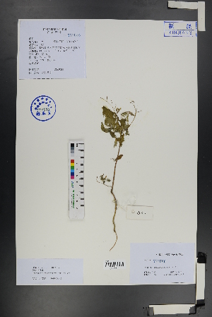  ( - Ge01272)  @11 [ ] CreativeCommons  Attribution Non-Commercial Share-Alike  Unspecified Herbarium of South China Botanical Garden