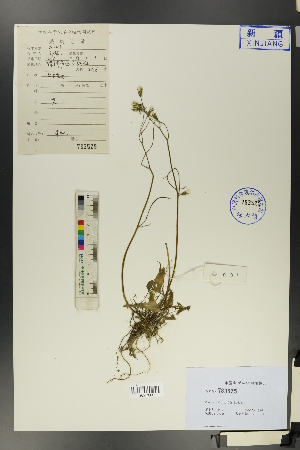  ( - Ge01273)  @11 [ ] CreativeCommons  Attribution Non-Commercial Share-Alike  Unspecified Herbarium of South China Botanical Garden