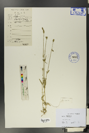  (Silene aprica - Ge01277)  @11 [ ] CreativeCommons  Attribution Non-Commercial Share-Alike  Unspecified Herbarium of South China Botanical Garden