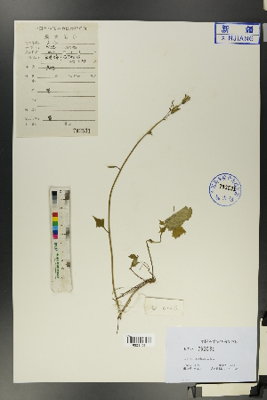  (Cicerbita azurea - Ge01282)  @11 [ ] CreativeCommons  Attribution Non-Commercial Share-Alike  Unspecified Herbarium of South China Botanical Garden