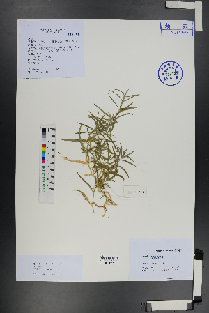  ( - Ge01285)  @11 [ ] CreativeCommons  Attribution Non-Commercial Share-Alike  Unspecified Herbarium of South China Botanical Garden