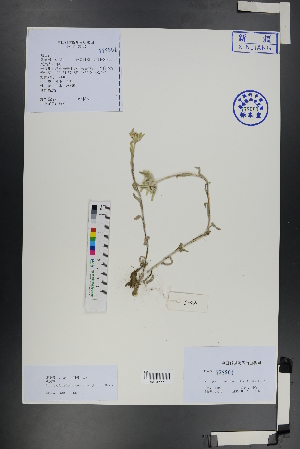  (Leontopodium leontopodioides - Ge01291)  @11 [ ] CreativeCommons  Attribution Non-Commercial Share-Alike  Unspecified Herbarium of South China Botanical Garden