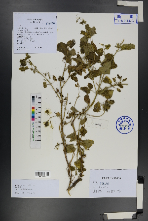  (Nepeta mariae - Ge01293)  @11 [ ] CreativeCommons  Attribution Non-Commercial Share-Alike  Unspecified Herbarium of South China Botanical Garden