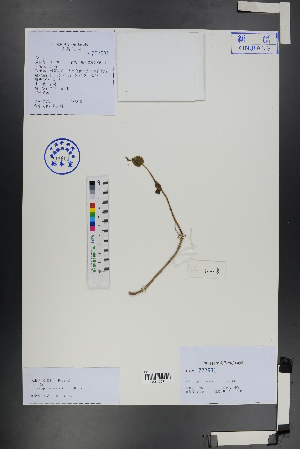  ( - Ge01295)  @11 [ ] CreativeCommons  Attribution Non-Commercial Share-Alike  Unspecified Herbarium of South China Botanical Garden