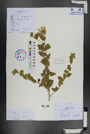  ( - Ge01307)  @11 [ ] CreativeCommons  Attribution Non-Commercial Share-Alike  Unspecified Herbarium of South China Botanical Garden