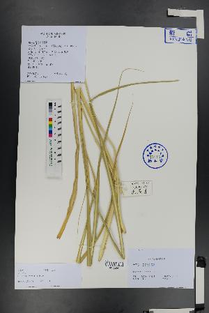  ( - Ge01316)  @11 [ ] CreativeCommons  Attribution Non-Commercial Share-Alike  Unspecified Herbarium of South China Botanical Garden
