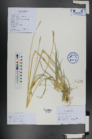 ( - Ge01318)  @11 [ ] CreativeCommons  Attribution Non-Commercial Share-Alike  Unspecified Herbarium of South China Botanical Garden