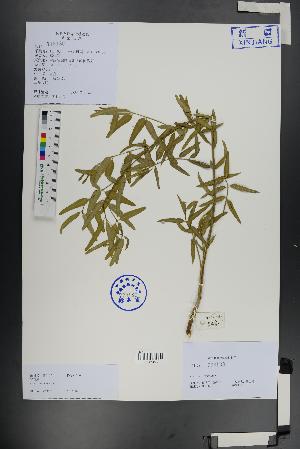  (Apocynum venetum - Ge01324)  @11 [ ] CreativeCommons  Attribution Non-Commercial Share-Alike  Unspecified Herbarium of South China Botanical Garden