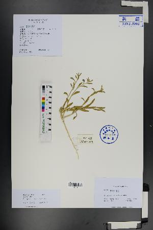  ( - Ge01327)  @11 [ ] CreativeCommons  Attribution Non-Commercial Share-Alike  Unspecified Herbarium of South China Botanical Garden