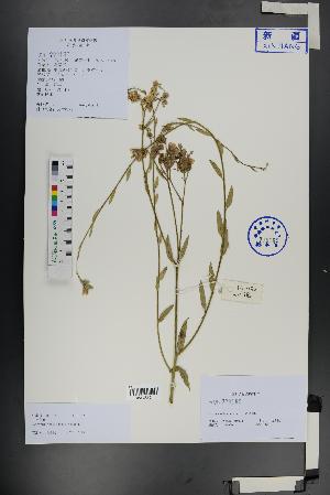  (Apocynum pictum - Ge01330)  @11 [ ] CreativeCommons  Attribution Non-Commercial Share-Alike  Unspecified Herbarium of South China Botanical Garden