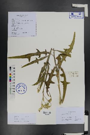  ( - Ge01331)  @11 [ ] CreativeCommons  Attribution Non-Commercial Share-Alike  Unspecified Herbarium of South China Botanical Garden