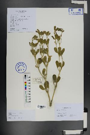  (Zygophyllum fabago - Ge01332)  @11 [ ] CreativeCommons  Attribution Non-Commercial Share-Alike  Unspecified Herbarium of South China Botanical Garden