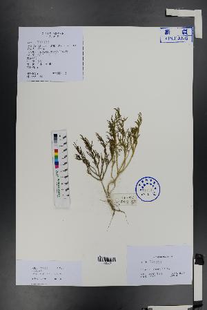  (Salsola collina - Ge01339)  @11 [ ] CreativeCommons  Attribution Non-Commercial Share-Alike  Unspecified Herbarium of South China Botanical Garden