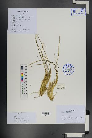  (Allium mongolicum - Ge01343)  @11 [ ] CreativeCommons  Attribution Non-Commercial Share-Alike  Unspecified Herbarium of South China Botanical Garden
