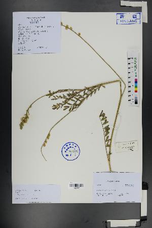  ( - Ge01344)  @11 [ ] CreativeCommons  Attribution Non-Commercial Share-Alike  Unspecified Herbarium of South China Botanical Garden