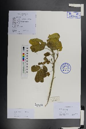 ( - Ge01347)  @11 [ ] CreativeCommons  Attribution Non-Commercial Share-Alike  Unspecified Herbarium of South China Botanical Garden