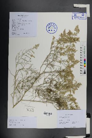  (Limonium otolepis - Ge01354)  @11 [ ] CreativeCommons  Attribution Non-Commercial Share-Alike  Unspecified Herbarium of South China Botanical Garden