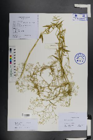  ( - Ge01355)  @11 [ ] CreativeCommons  Attribution Non-Commercial Share-Alike  Unspecified Herbarium of South China Botanical Garden