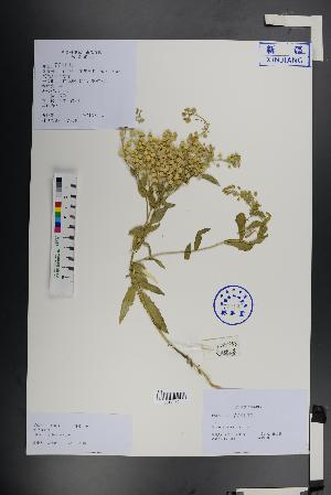  ( - Ge01356)  @11 [ ] CreativeCommons  Attribution Non-Commercial Share-Alike  Unspecified Herbarium of South China Botanical Garden