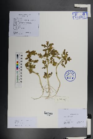  ( - Ge01359)  @11 [ ] CreativeCommons  Attribution Non-Commercial Share-Alike  Unspecified Herbarium of South China Botanical Garden