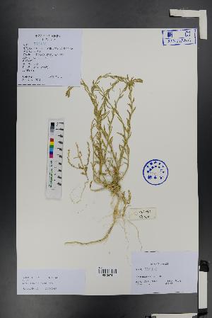  (Corispermum declinatum - Ge01360)  @11 [ ] CreativeCommons  Attribution Non-Commercial Share-Alike  Unspecified Herbarium of South China Botanical Garden