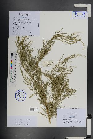  (Tamarix gansuensis - Ge01383)  @11 [ ] CreativeCommons  Attribution Non-Commercial Share-Alike  Unspecified Herbarium of South China Botanical Garden