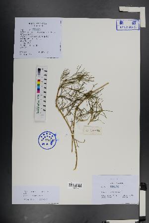  (Artemisia ordosica - Ge01391)  @11 [ ] CreativeCommons  Attribution Non-Commercial Share-Alike  Unspecified Herbarium of South China Botanical Garden