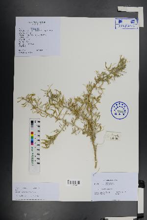  (Nitraria sphaerocarpa - Ge01392)  @11 [ ] CreativeCommons  Attribution Non-Commercial Share-Alike  Unspecified Herbarium of South China Botanical Garden