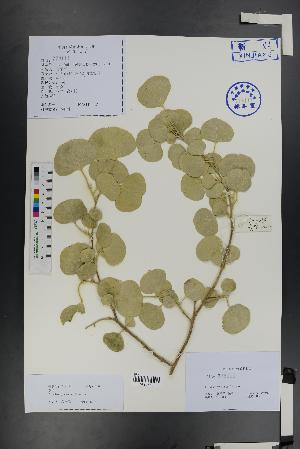  (Populus pruinosa - Ge01393)  @11 [ ] CreativeCommons  Attribution Non-Commercial Share-Alike  Unspecified Herbarium of South China Botanical Garden