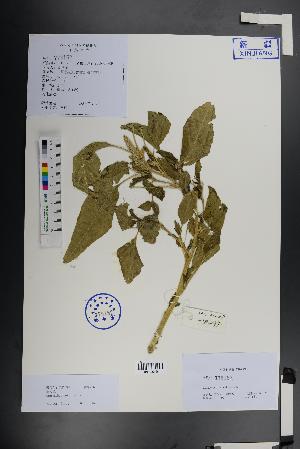  ( - Ge01395)  @11 [ ] CreativeCommons  Attribution Non-Commercial Share-Alike  Unspecified Herbarium of South China Botanical Garden