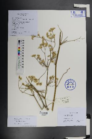  (Limonium bicolor - Ge01397)  @11 [ ] CreativeCommons  Attribution Non-Commercial Share-Alike  Unspecified Herbarium of South China Botanical Garden